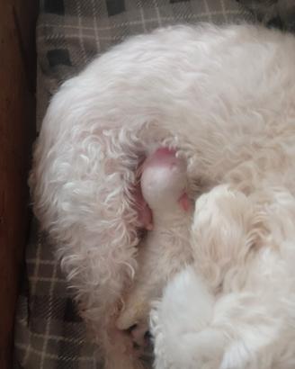 Cuccioli maltese