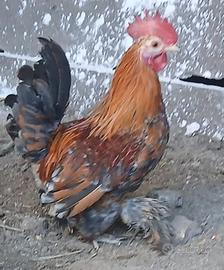 Galletto Nana calzata