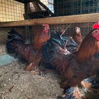 Nana calzata (sebelpoot)