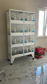 Batteria da 8 con canarini