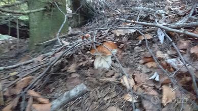 Terreni in Levo Monti