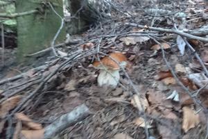 Terreni in Levo Monti