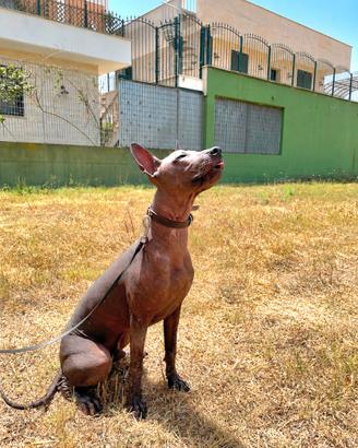 Cucciolo di Xoloitzcuintli disponibile