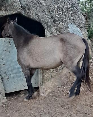 Cavalla andalusa gravida con puledro