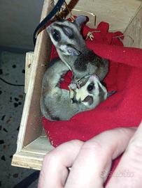 Petauri dello zucchero