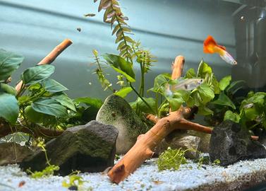 Pesci Guppy