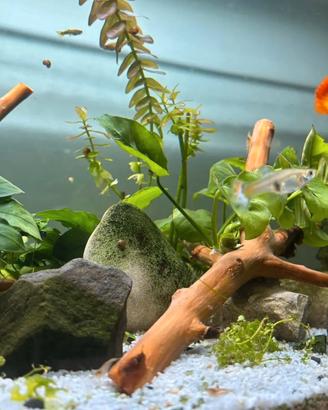 Pesci Guppy