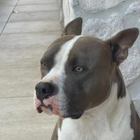 Cane disponibile per monta