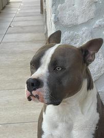 Cane disponibile per monta