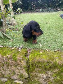 Maschietti di bassotto nano