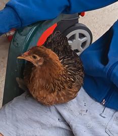 Galline