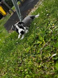 Cucciolo Amstaff