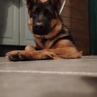 Pastore tedesco femmina