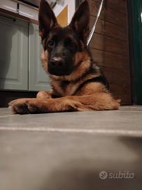 Pastore tedesco femmina