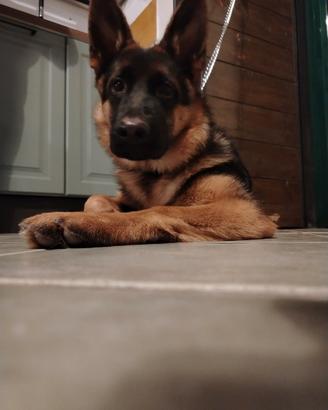 Pastore tedesco femmina