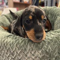 Cucciolo di bassotto nano