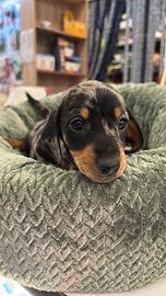 Cucciolo di bassotto nano