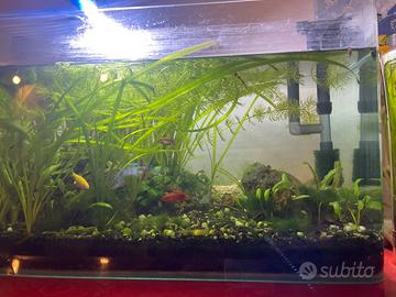 Acquario 40 litri allesito