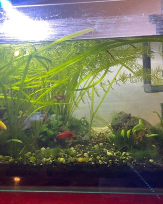 Acquario 40 litri allesito