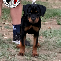 Cucciola di rottweiler con Pedigree