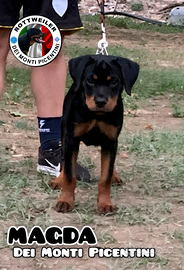 Cucciola di rottweiler con Pedigree