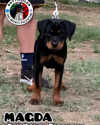 Cucciola di rottweiler con Pedigree