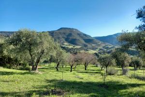 Terreno in località Poglina - Las Covas, Alghero