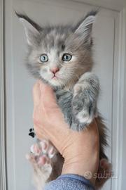 Cuccioli di Maine Coon