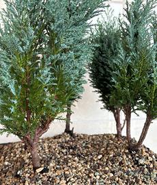 Pre-Bonsai boschetto conifere Elwoody Il Chamaecyp