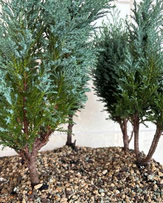 Pre-Bonsai boschetto conifere Elwoody Il Chamaecyp