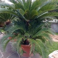 Cycas in vaso