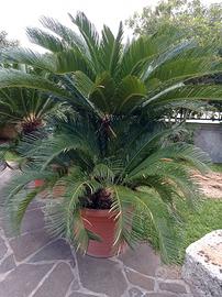 Cycas in vaso