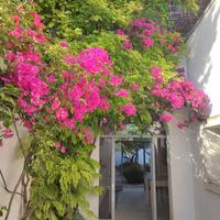 Orange Villa in Salento Puglia