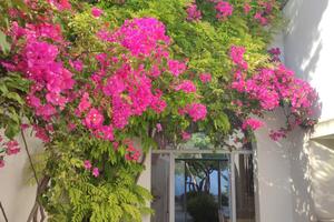 Orange Villa in Salento Puglia