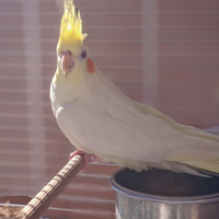 Papagallo calopistie