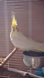 Papagallo calopistie