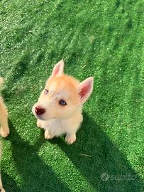 Siberian husky
