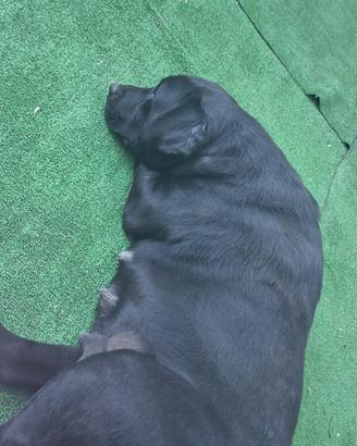 Labrador nera