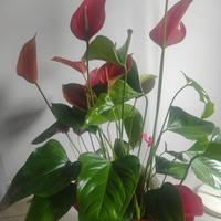 Splendido Anthurium andreanum - Giglio fiammingo