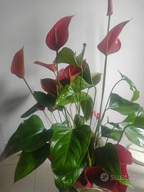 Splendido Anthurium andreanum - Giglio fiammingo