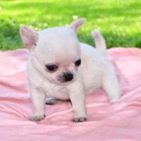 Stupendi chihuahua pedigree enci