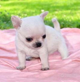 Stupendi chihuahua pedigree enci