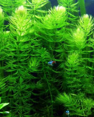 Piante acquario tropicale alte