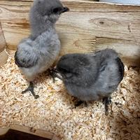 Galline olive egger legbar arcuana