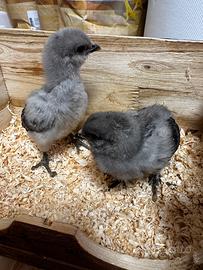 Galline olive egger legbar arcuana