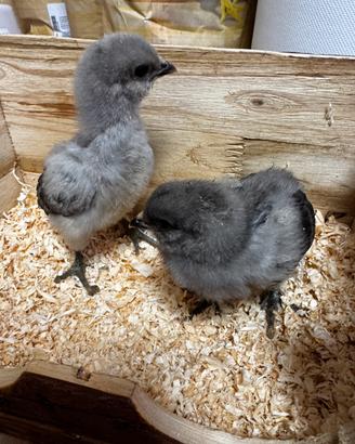 Galline olive egger legbar arcuana