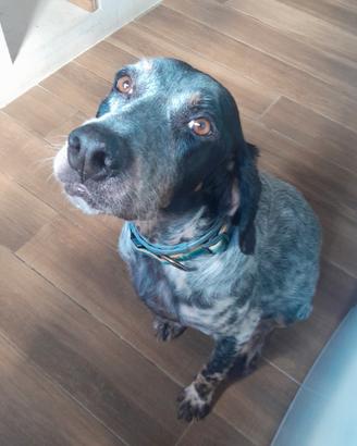 Setter inglese