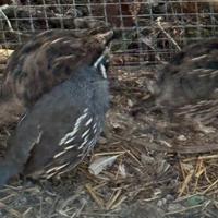 Colino della California