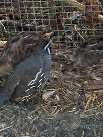 Colino della California