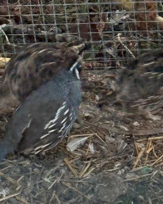 Colino della California